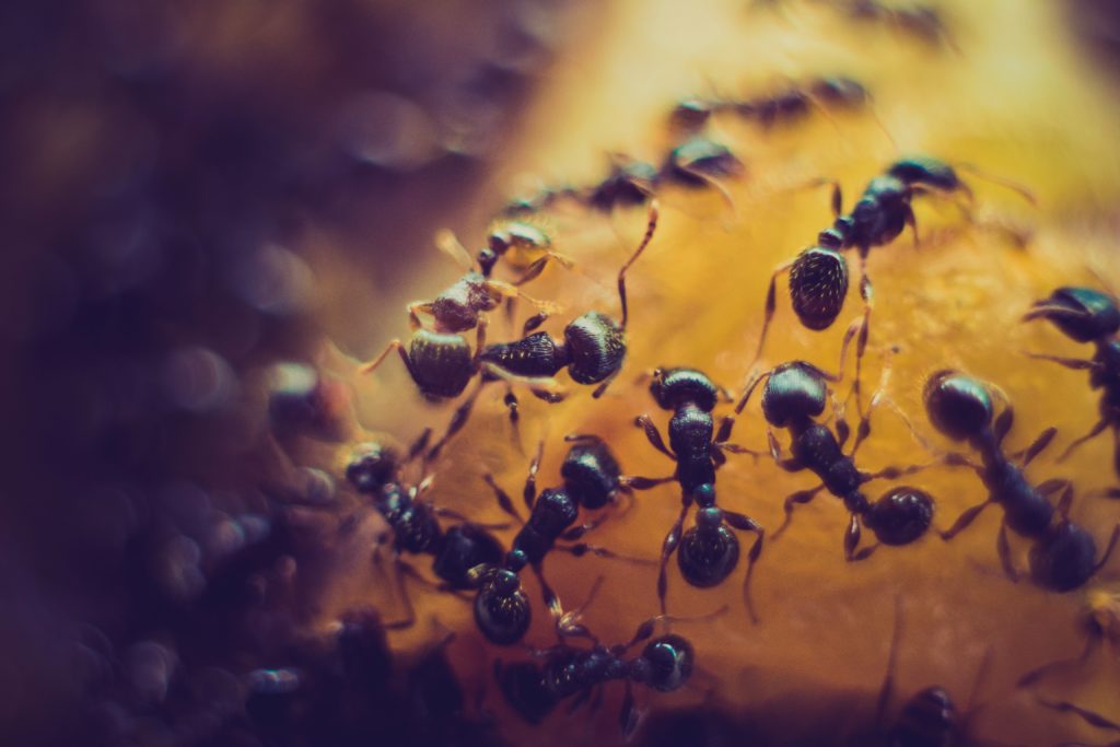 Maur kan våkne til liv – også i Februar