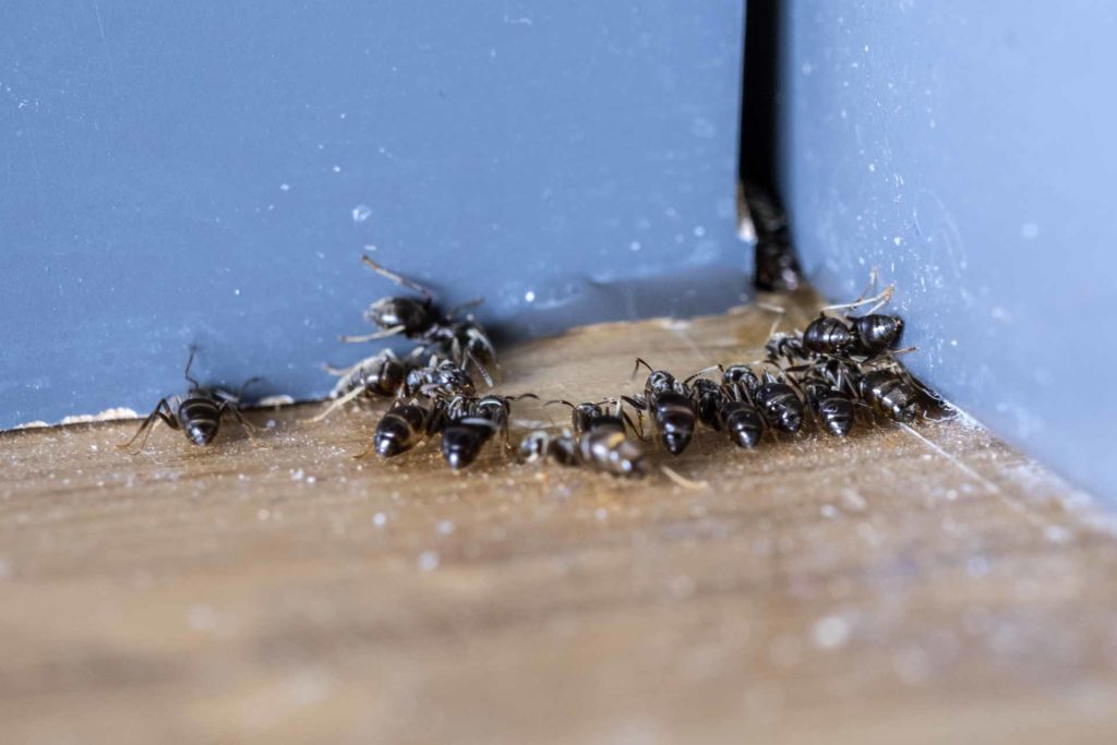 Effektiv bekjempelse av maur