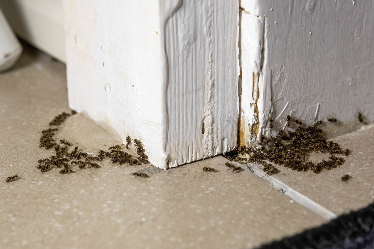 Effektiv bekjempelse av maur med åte