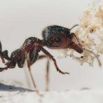 Skogsmaur tue i huset
