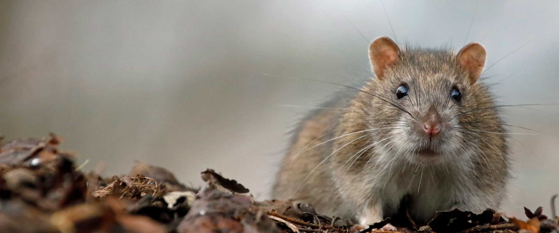 Nestood-bilde av mus