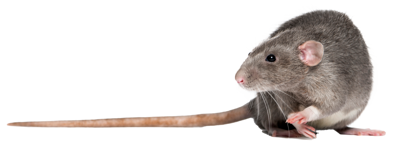 Rotte